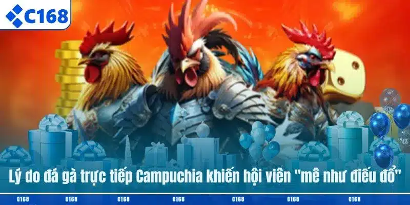 Lý do đá gà trực tiếp Campuchia khiến hội viên "mê như điếu đổ"