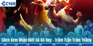 Cách nhận biết gà đá hay