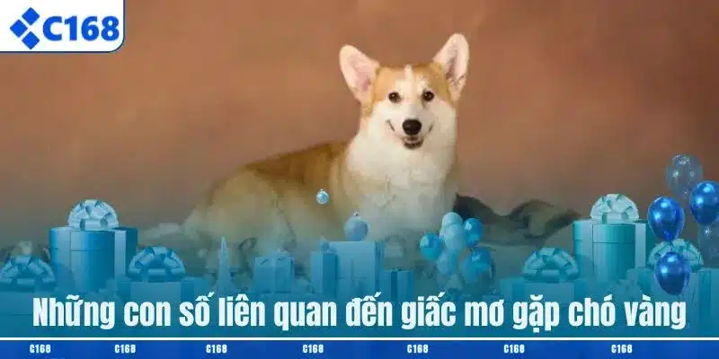 Những con số liên quan đến giấc mơ gặp chó vàng